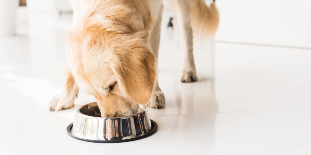 8 Tips on how to clean dog bowls⁠—and why Buddy Bites SG