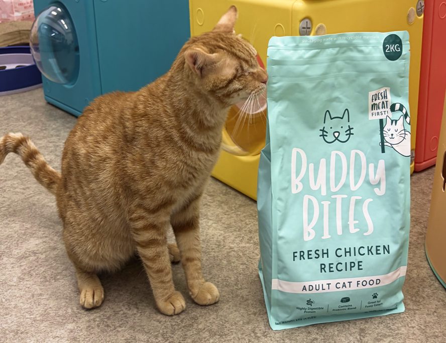 A ginger cat sniffing a bag of Buddy Bites Fresh Chicken cat food