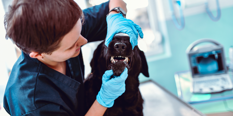 Stinky Dog’s Bad Breath!