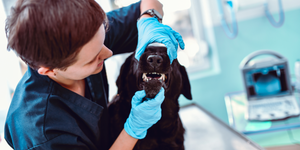 Stinky Dog’s Bad Breath!