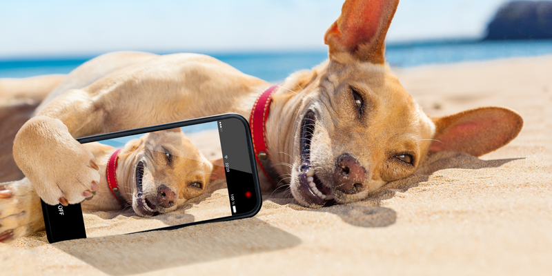 10 dog influencers to follow in Singapore!