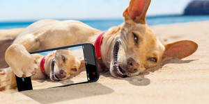 10 dog influencers to follow in Singapore!