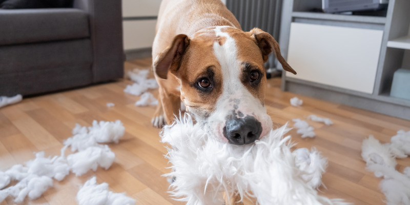 Keeping your dog entertained at home