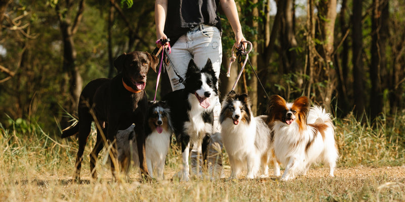Top 5 Friendliest Dog Breeds