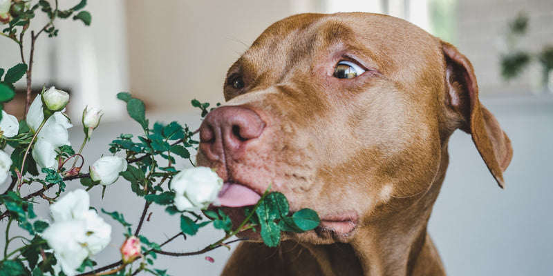 Plants that are toxic to dogs