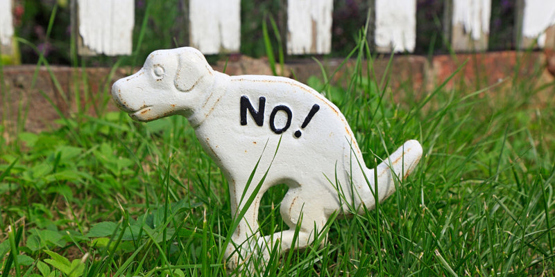 Unraveling the Runs: A Comprehensive Guide to Diarrhoea in Dogs