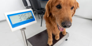 Paws for Thought: Recognising Signs of an Overweight Dog