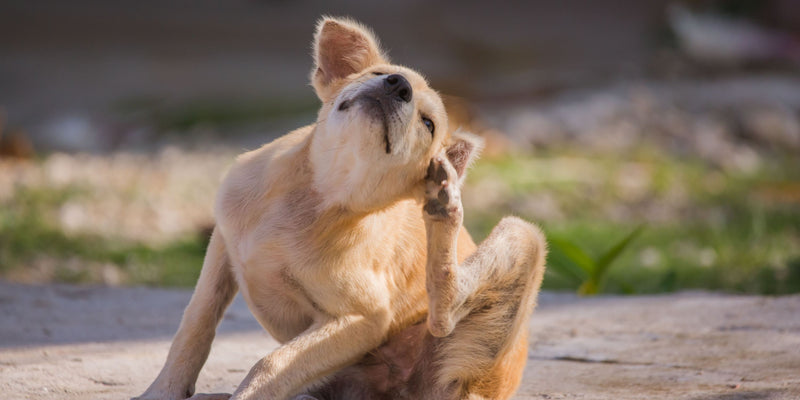 Food Allergies in Dogs