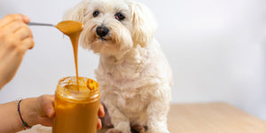 Peanut Butter Bliss: Unveiling the Canine Delight