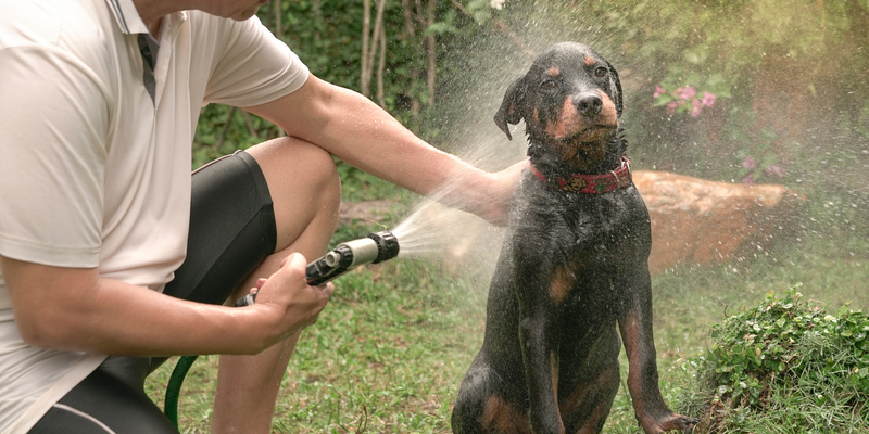 How to get rid of the dog smell