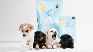 Jetsetter Magazine | Supporting HK Shelter Dogs