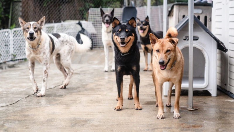 Buddy Bites Donation Day- One Year On.