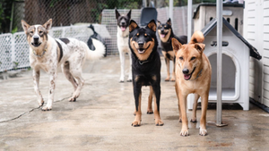 Buddy Bites Donation Day- One Year On.