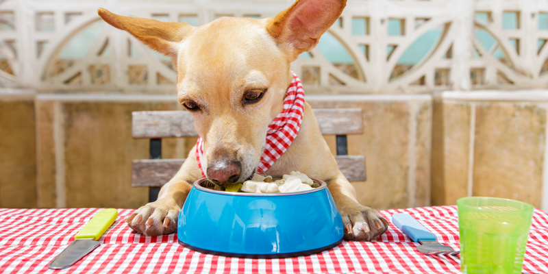 Foods You Didn’t Know Your Dog Could Eat