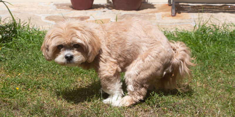 What is digestibility and how does Buddy Bites rank?