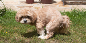 What is digestibility and how does Buddy Bites rank?