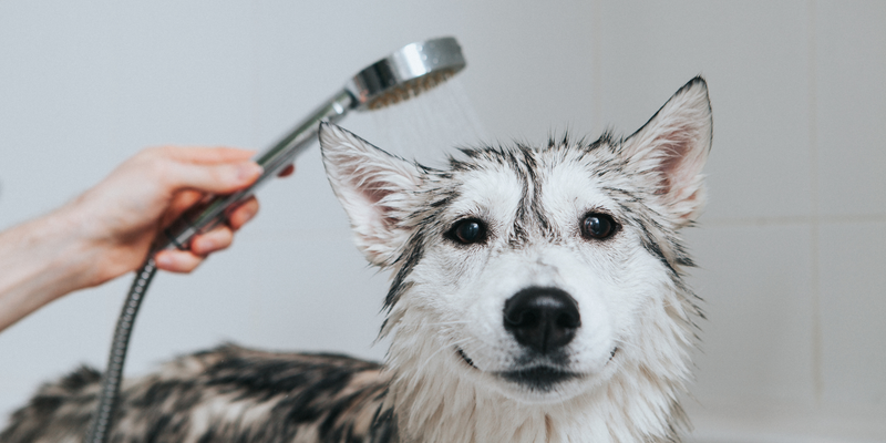 10 Tips on How to Make Bathtime Enjoyable For Your Dog