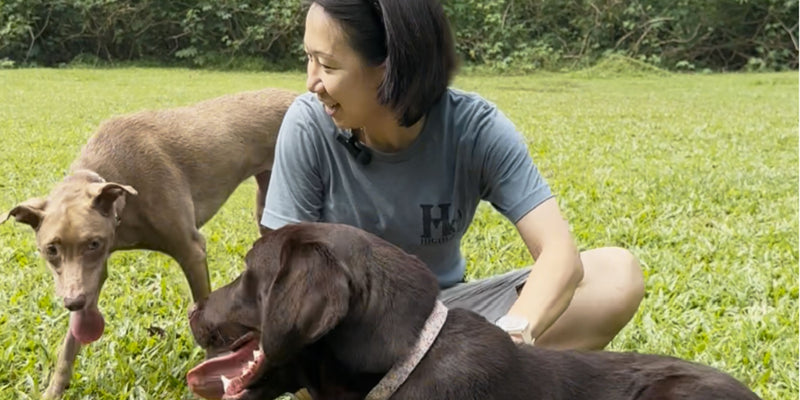 Assistance dogs guiding the way with Bark of Duty