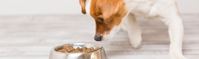 Is Your Dog a Fussy Eater?