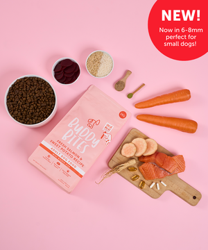 Adult Mini Salmon Dry Food