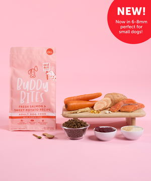 Adult Mini Salmon Dry Food