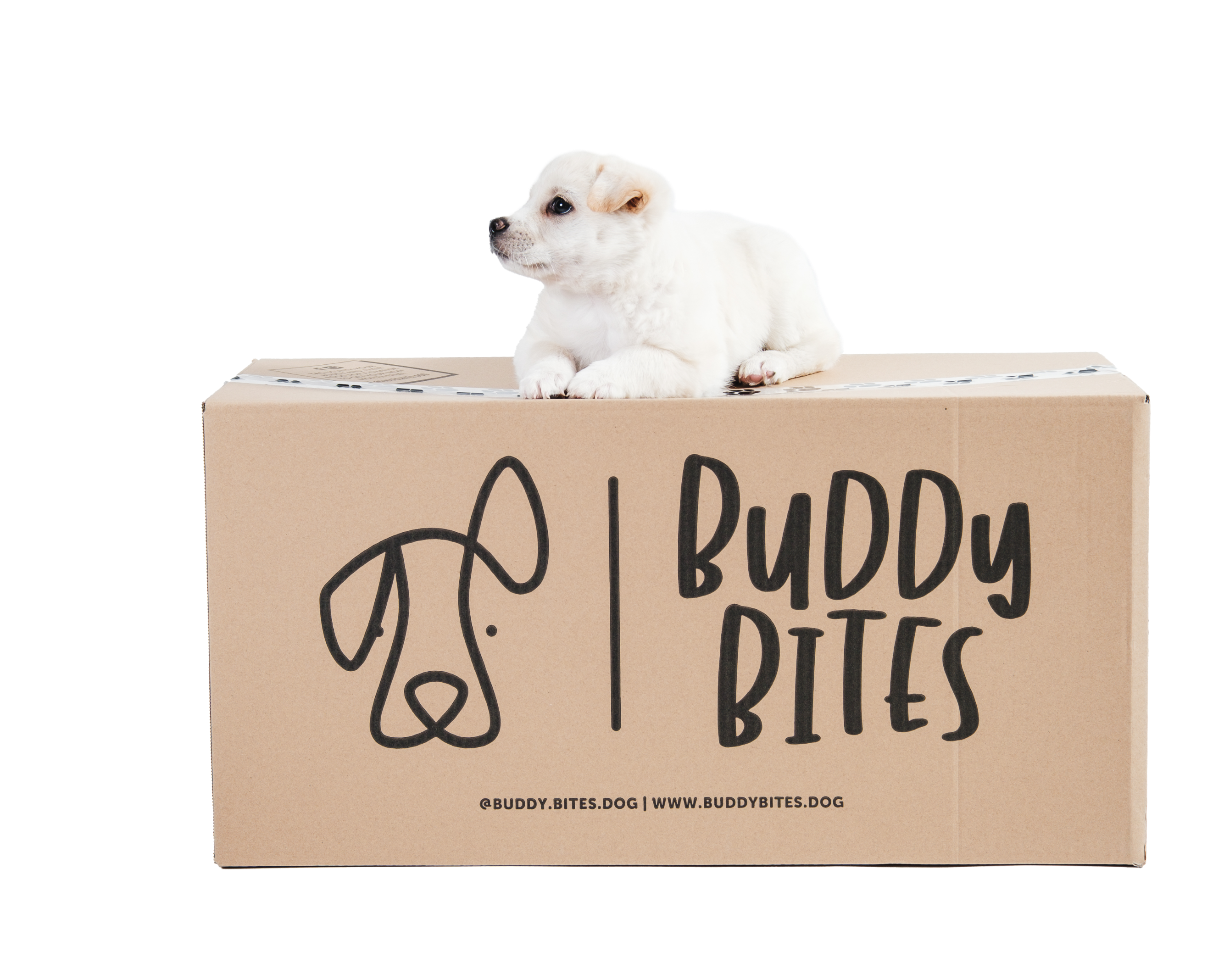 Dog lying on Buddy Bites Subsciption Delivery Box