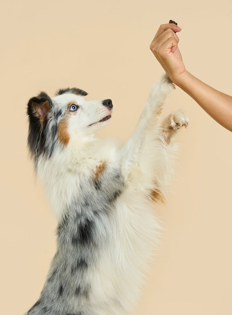 Beef & Blueberry Air Dried Dog Treats