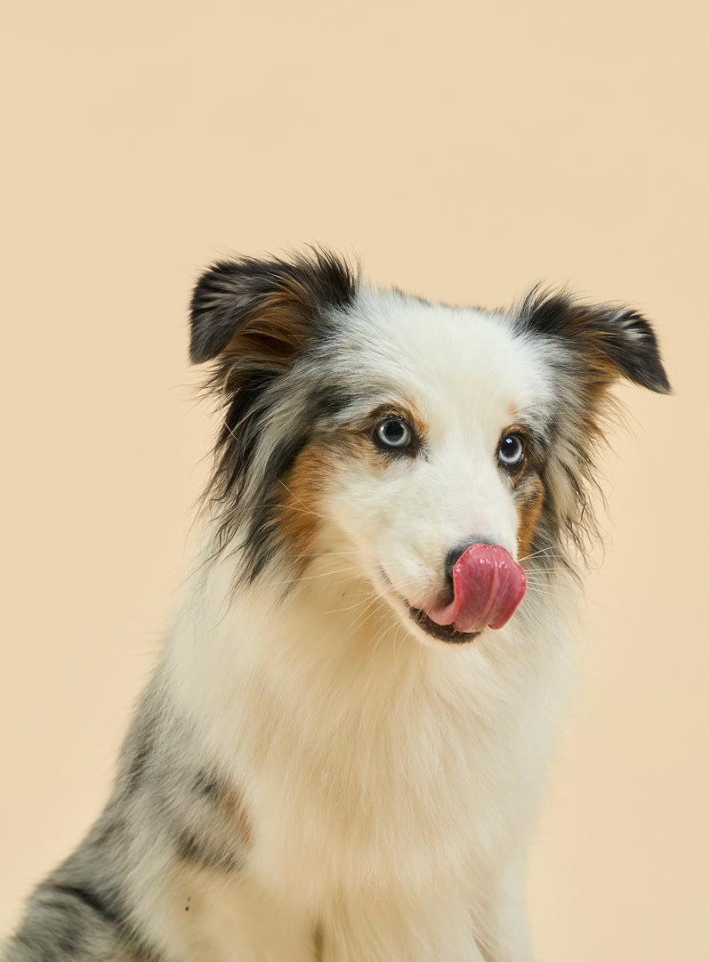 Buddy Bites Dental Sticks