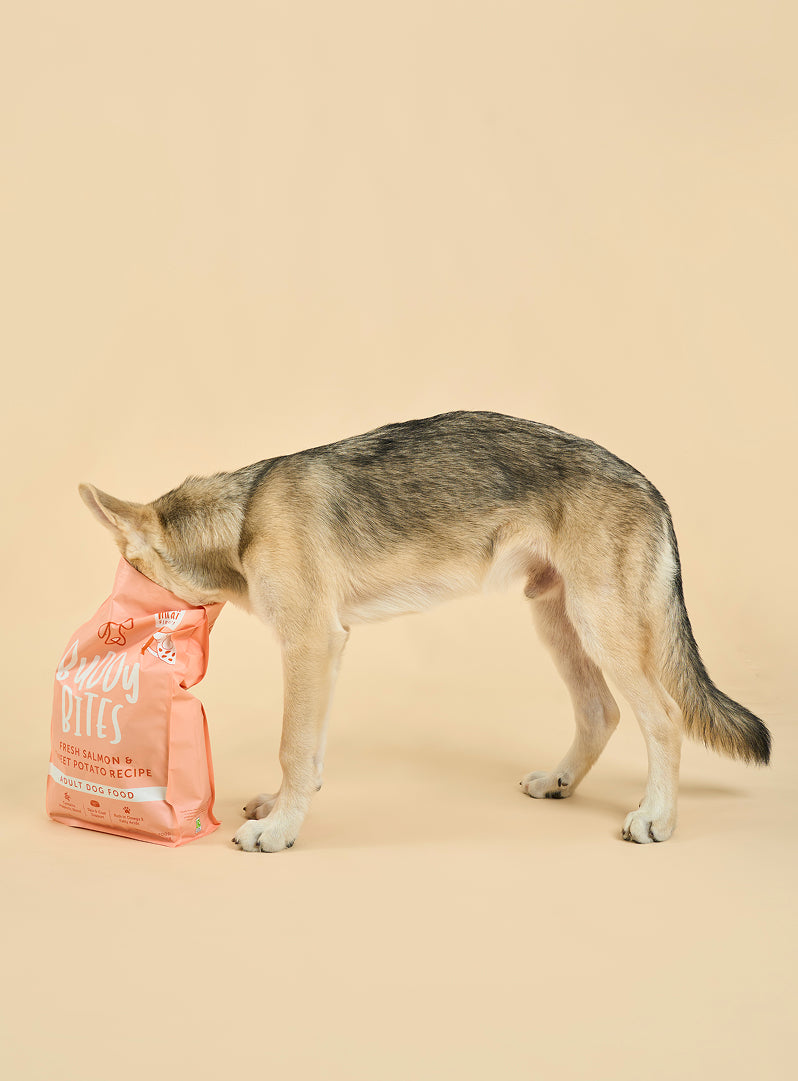 Adult Salmon Dry Food