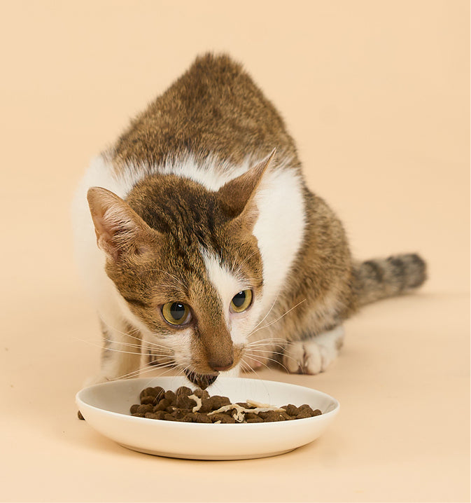 Cat Food Topper (Pouch) - Chicken with Salmon in Broth 70g