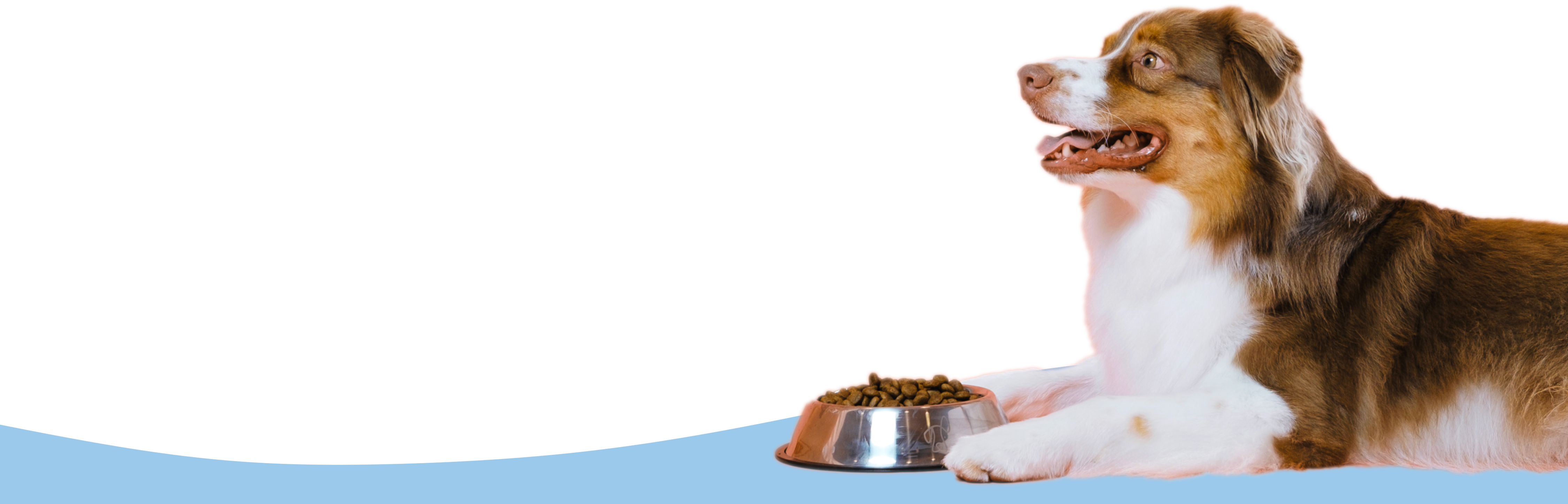 Dog waiting to eat (Wider version)