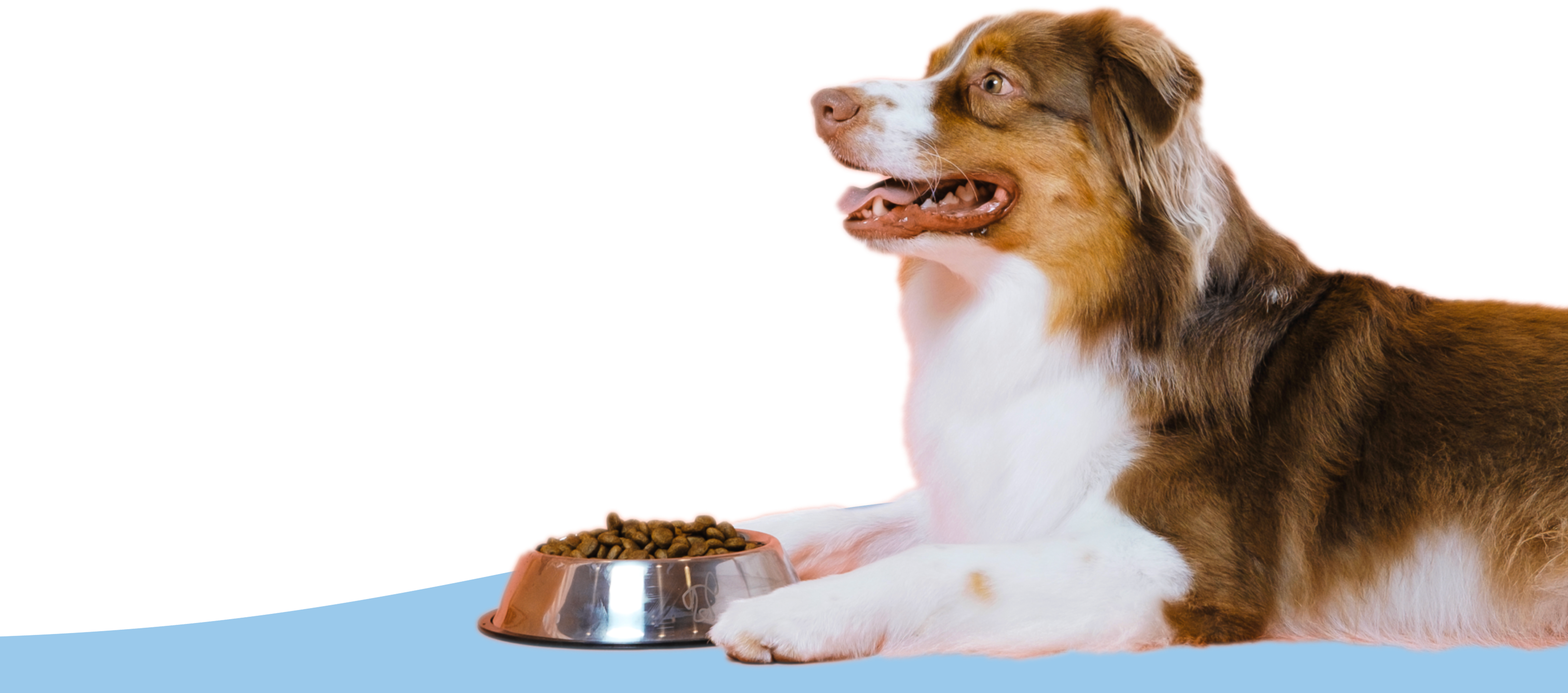 Dog waiting to eat (Narrow version)