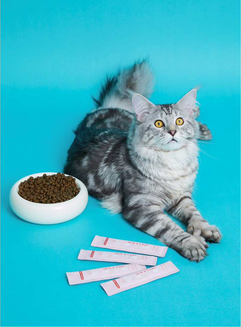 Cat Lickable Treats - Skin & Coat - Salmon with Pumpkin Box (15gx7)