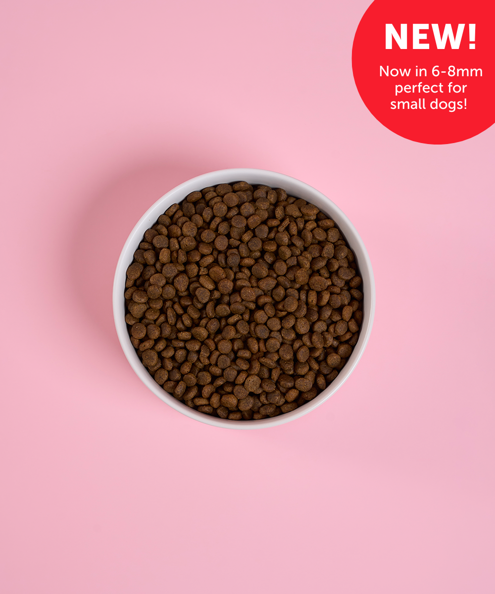 Adult Mini Salmon Dry Food