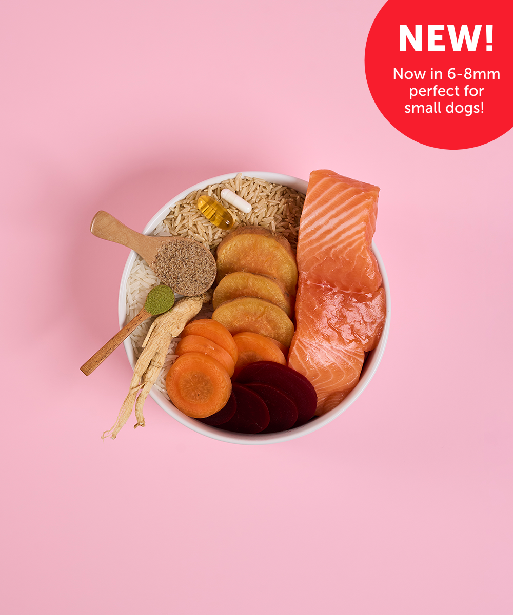 Adult Mini Salmon Dry Food