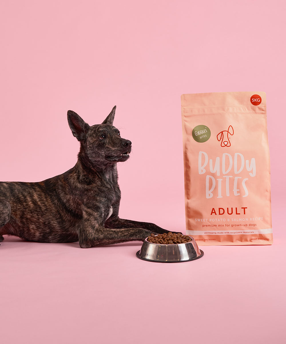 Adult Salmon Dry Food