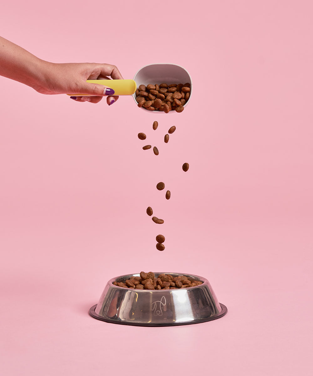 Adult Salmon Dry Food