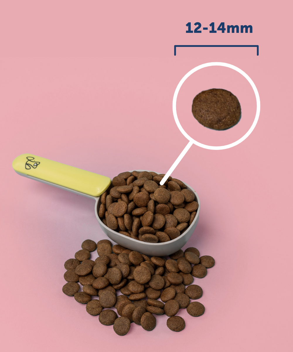 Adult Salmon Dry Food