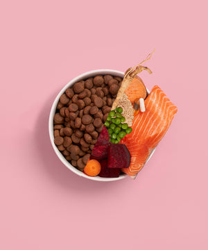 Adult Salmon Dry Food