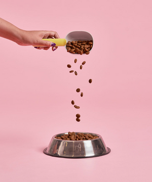 Adult Salmon Starter Pack