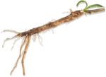 Chicory Root
