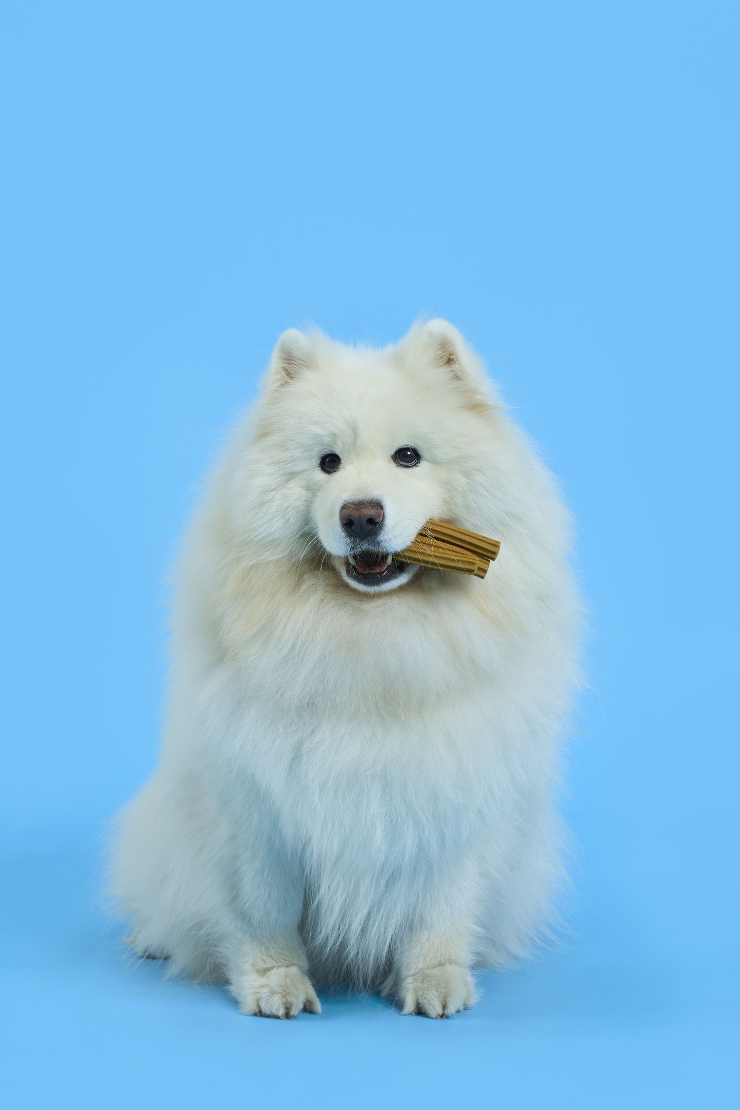 3 Pack Dog Dental Sticks