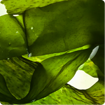 Nutritious Seaweed