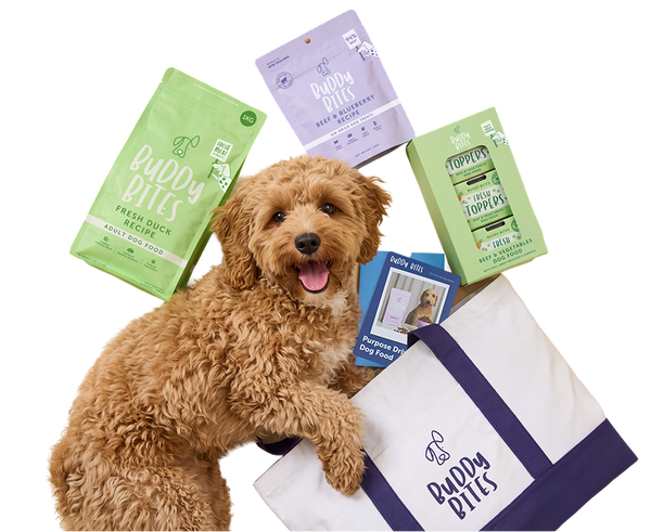 Dog Starter Box