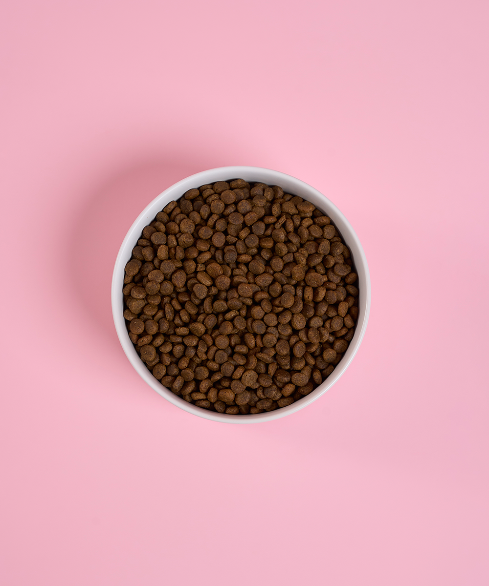 Adult Mini Salmon Dry Food