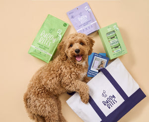 Dog Starter Box