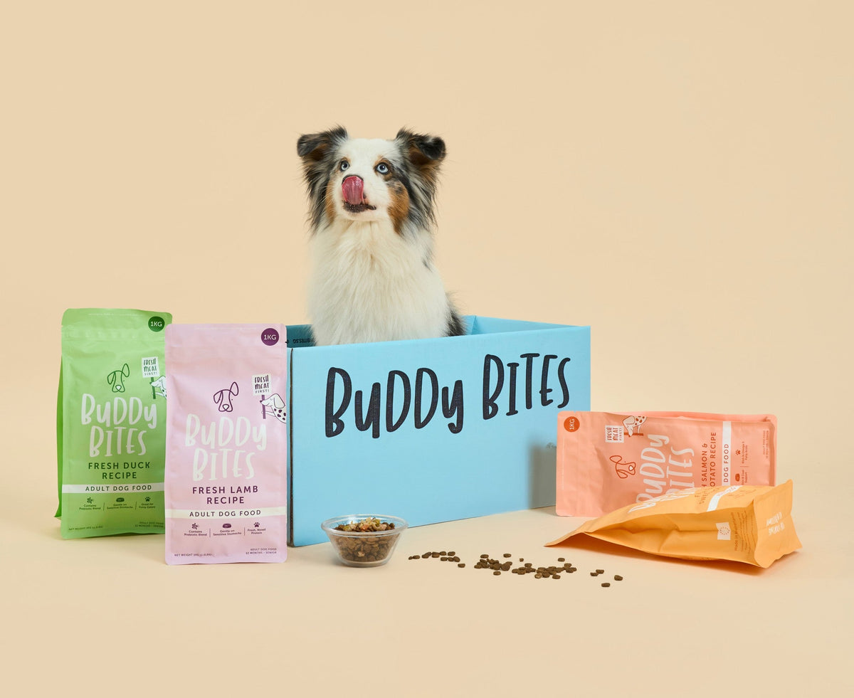 Australian Shepherd in a Buddy Bites box surrounded by kibble bags and treats