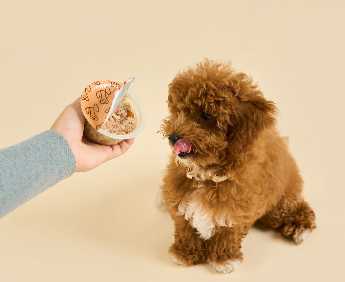 Puppy being offered a Buddy Bites fresh topper cup