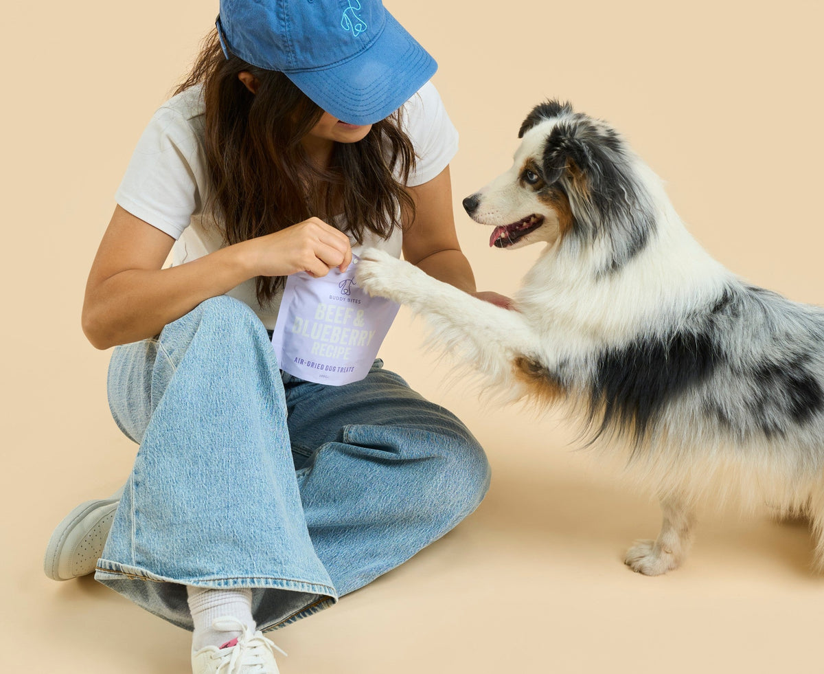 Dog giving a paw to its owner